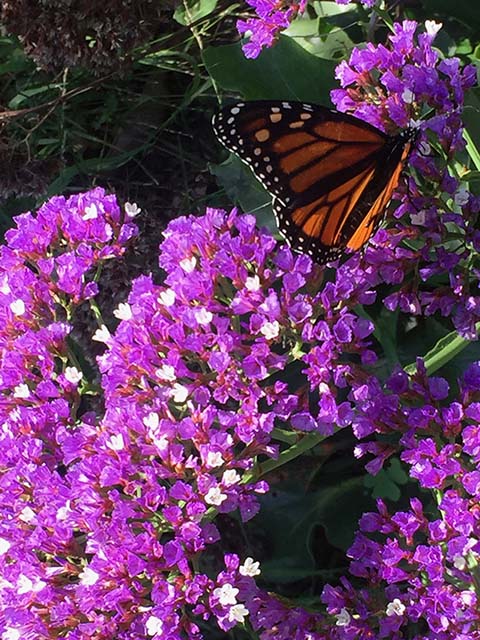 Monarch Butterfly on Statice (Limonium sinuatum)