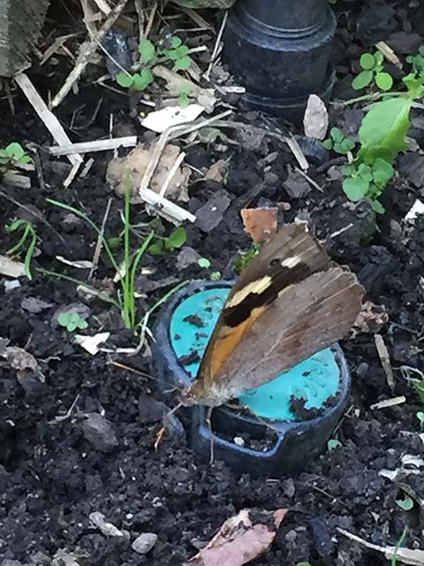 Buttefly distracting me in the Veggie Patch1