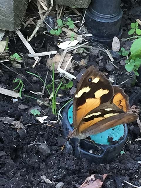 Butterfly in the Veggie Patch