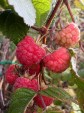 The raspberries continue...