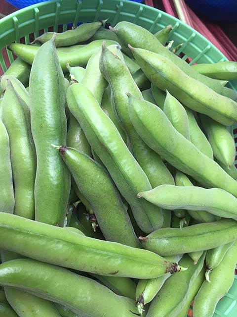 Beautiful Broad (Fava) Beans