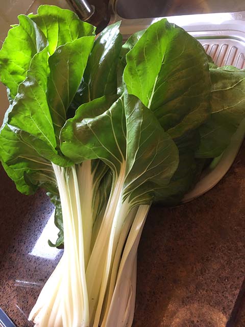 Silverbeet / Swiss Chard "Verte à Carde Blanche