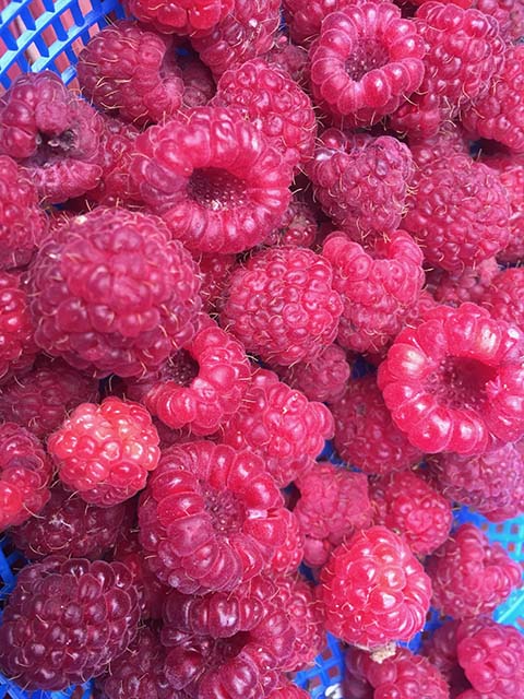 Freshly picked raspberries