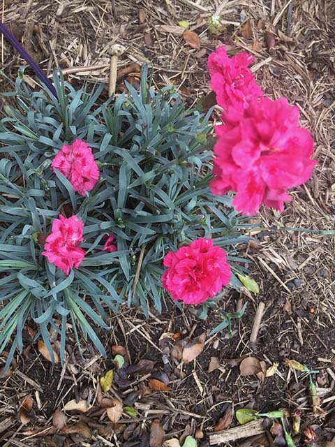 Dianthus - Raspberry Sugarplum