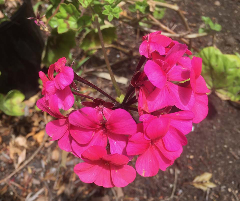 Ivy Geranium