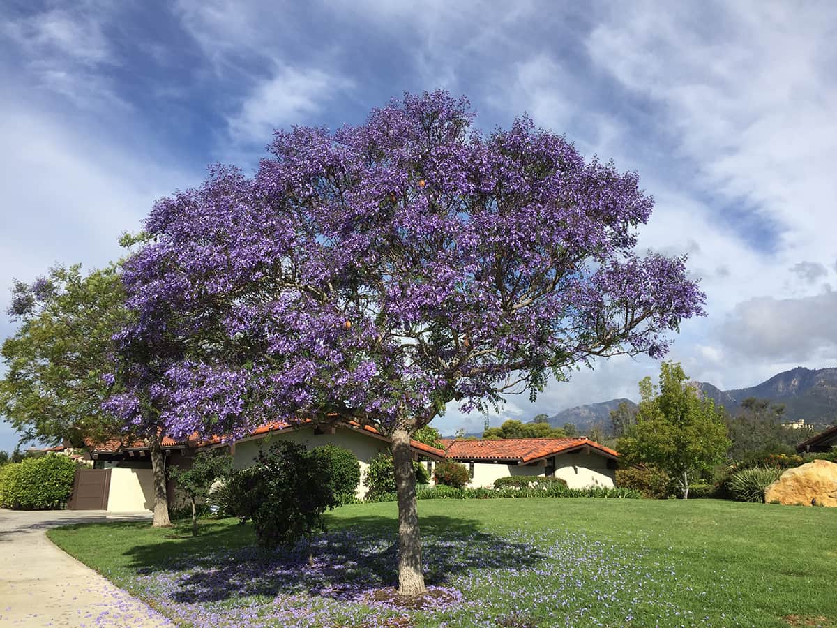 4 257 Jacaranda Tree Stock Photos Pictures Royalty Free Images Istock
