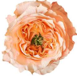 Stallion Concrete Color - Roses – Garden & Garden Like – Year Round