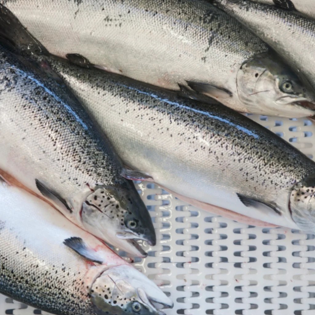 images Whole Salmon For Sale Ireland best price whole frozen salmon fish salmon fillet salmon head for sale buy price for frozen fish salmon fish for sale indian salmon fish product on