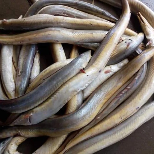 Amazing Swamp Eel Fish Freshwater Asian Swamp Eels Market Video Amarvideo Freshwater Fish Fish Asian We dont just sell frozen our speciality is jellied eels weve even had Gordon Ramsay visit for a lesson from Frank.