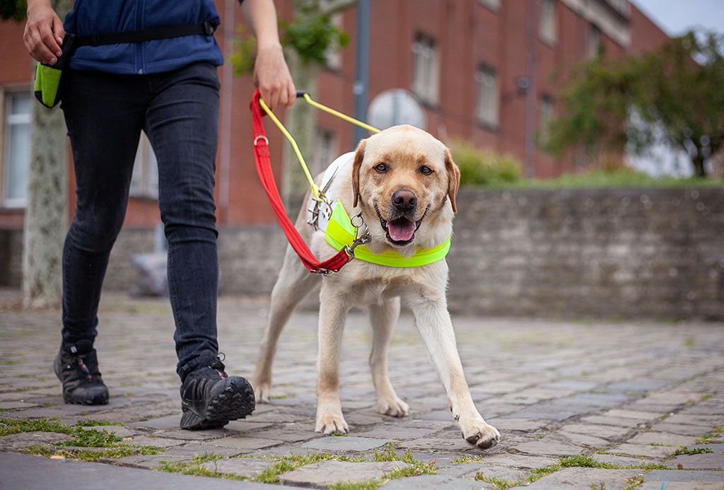 How much does it cost to sponsor a guide dog