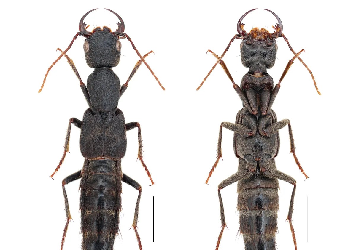 New Beetle Genus Named After One Piece's Luffy! Danish Researchers Explain Why (2026)