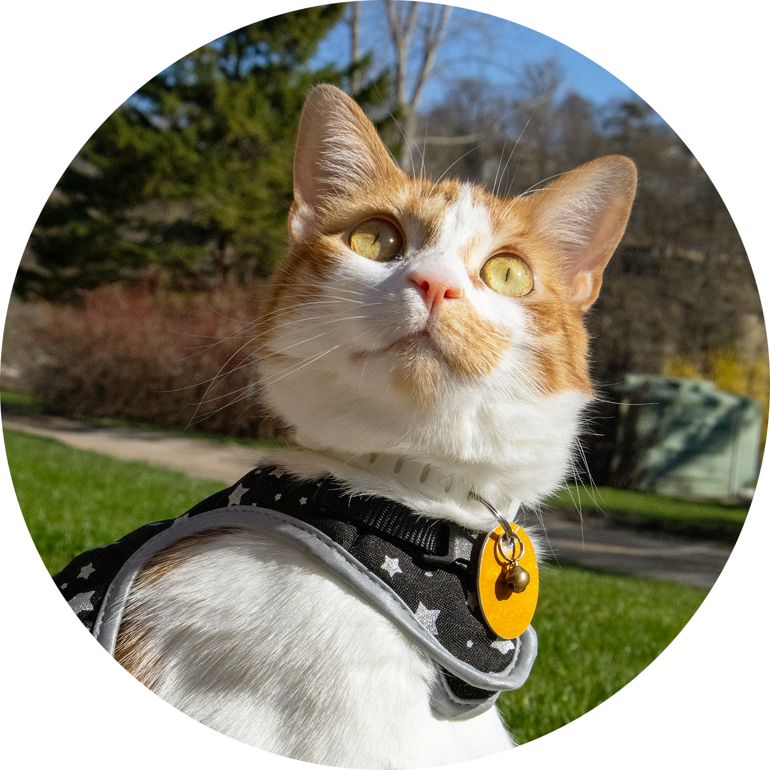 June on a harness outside