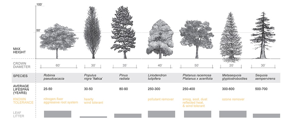 Silvicultural Characteristics Of Three Tree Species On Subtropical Re