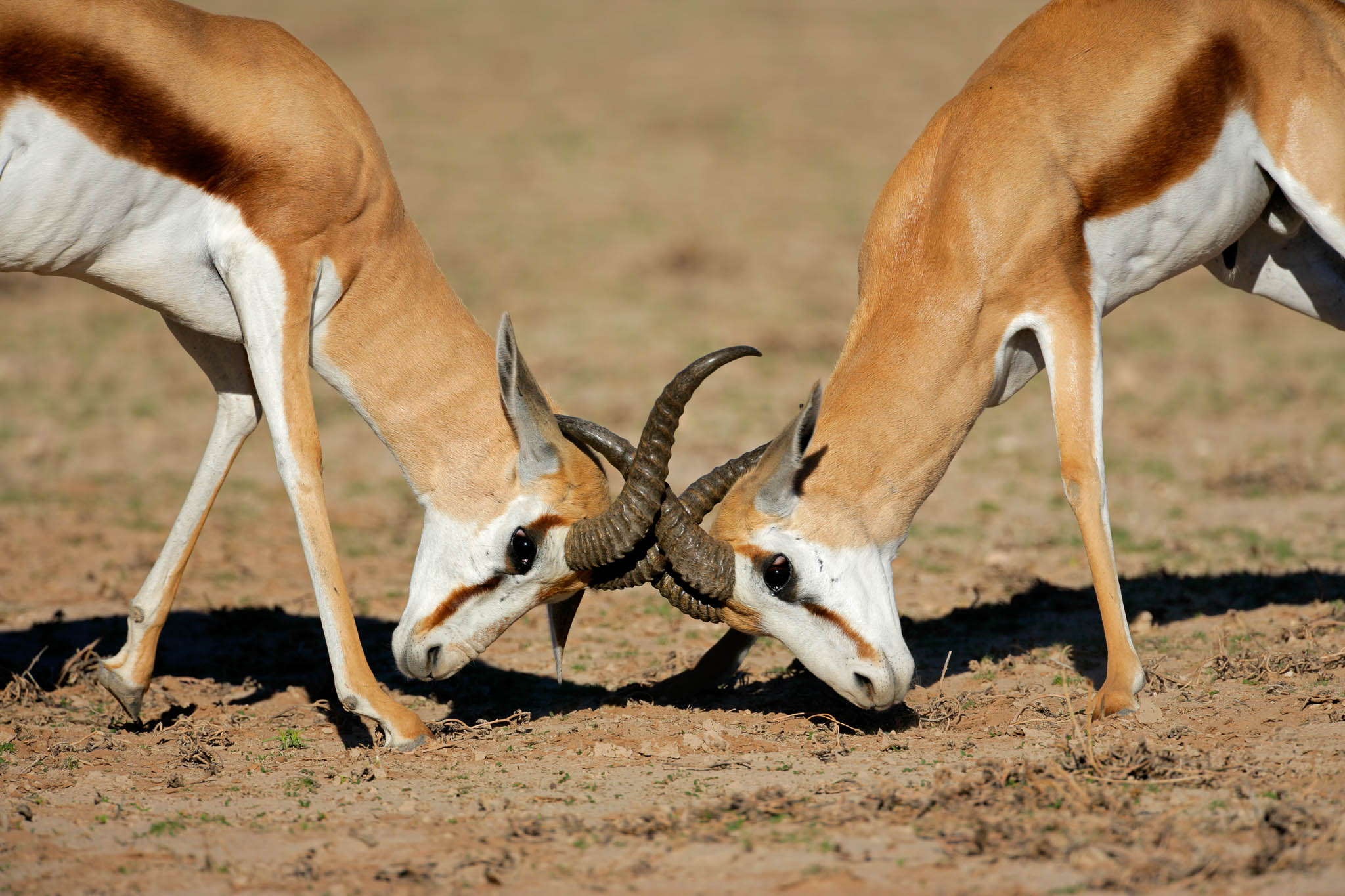 Fighting springbok