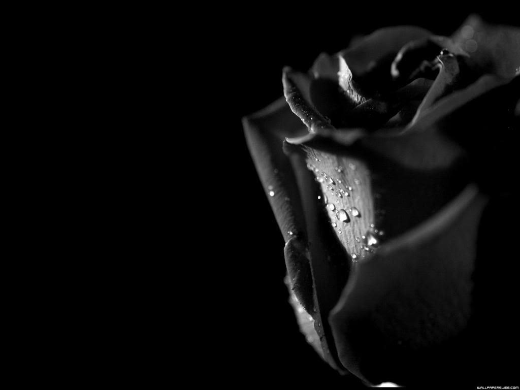 Gratis Download Gambar Buket Bunga Mawar Flanel Rose Hand Bouquet Dengan Background Terupdate by Lampunghits.com