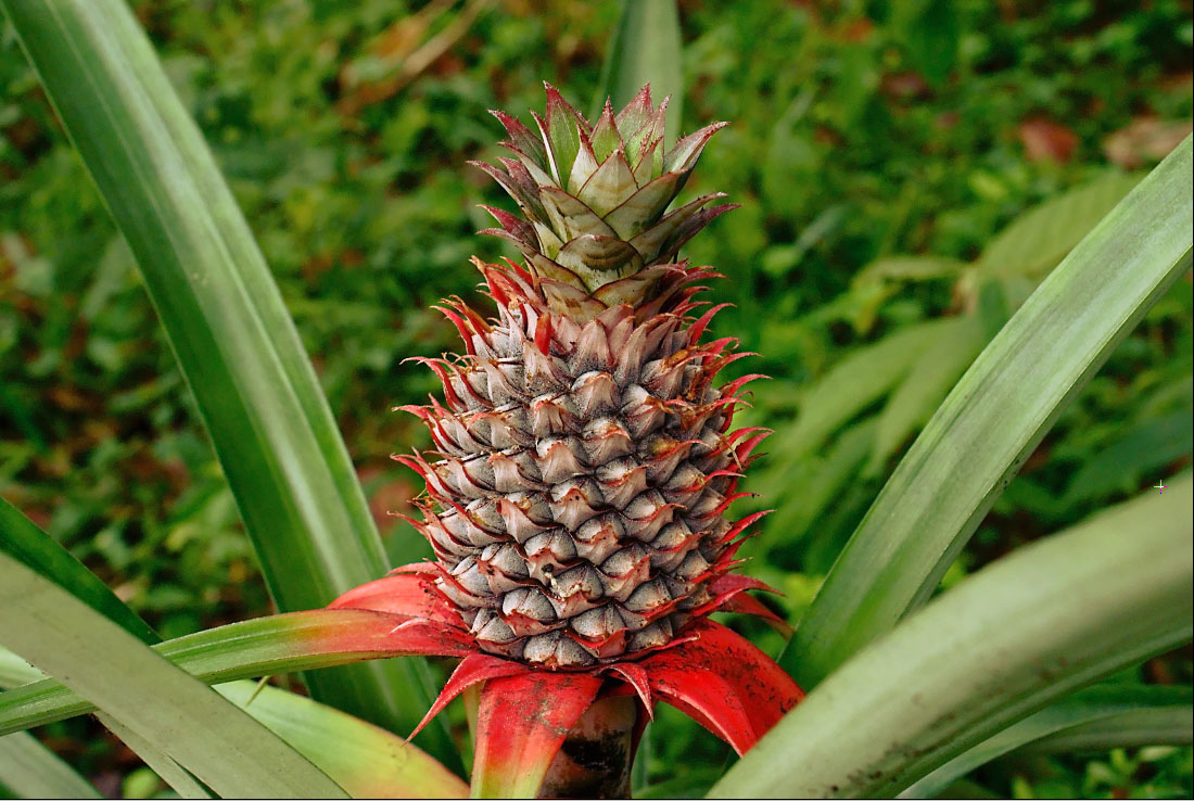 Pineapple Burning Oil