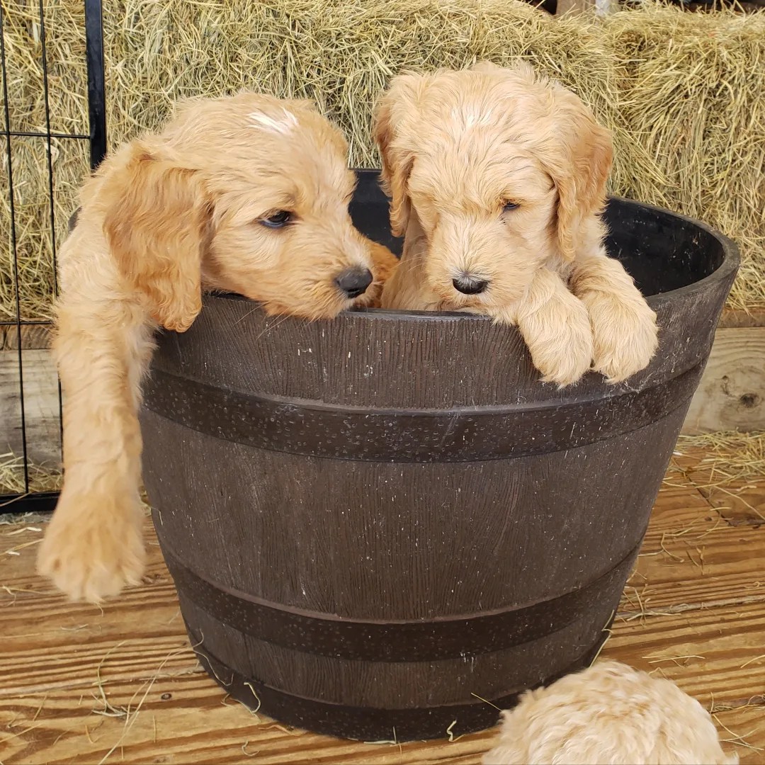 Bucket2