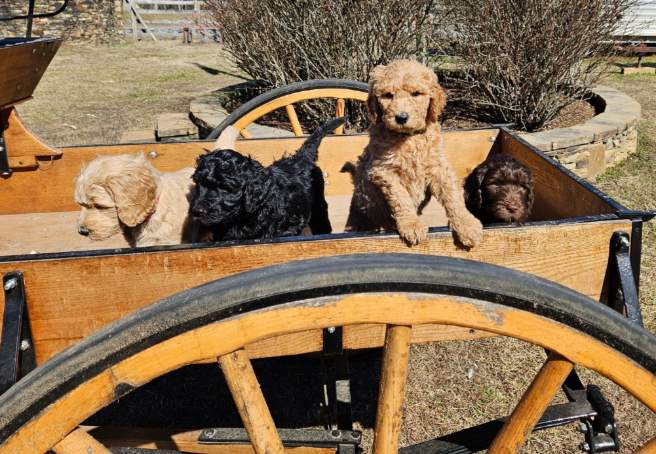 Wagon1