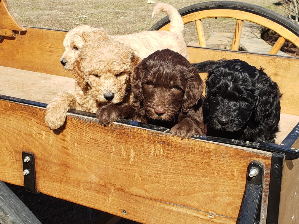 Wagon3