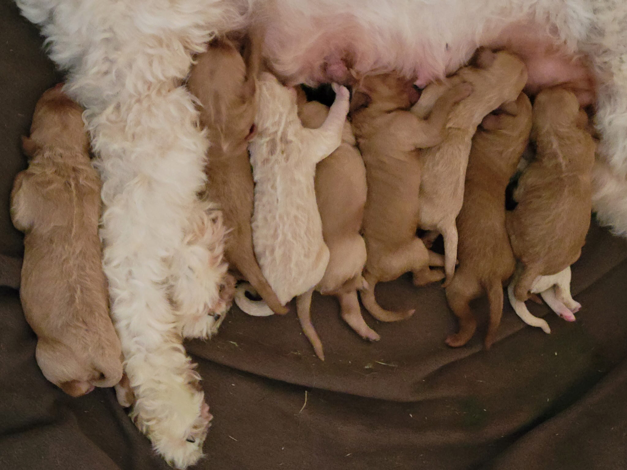 Puppies