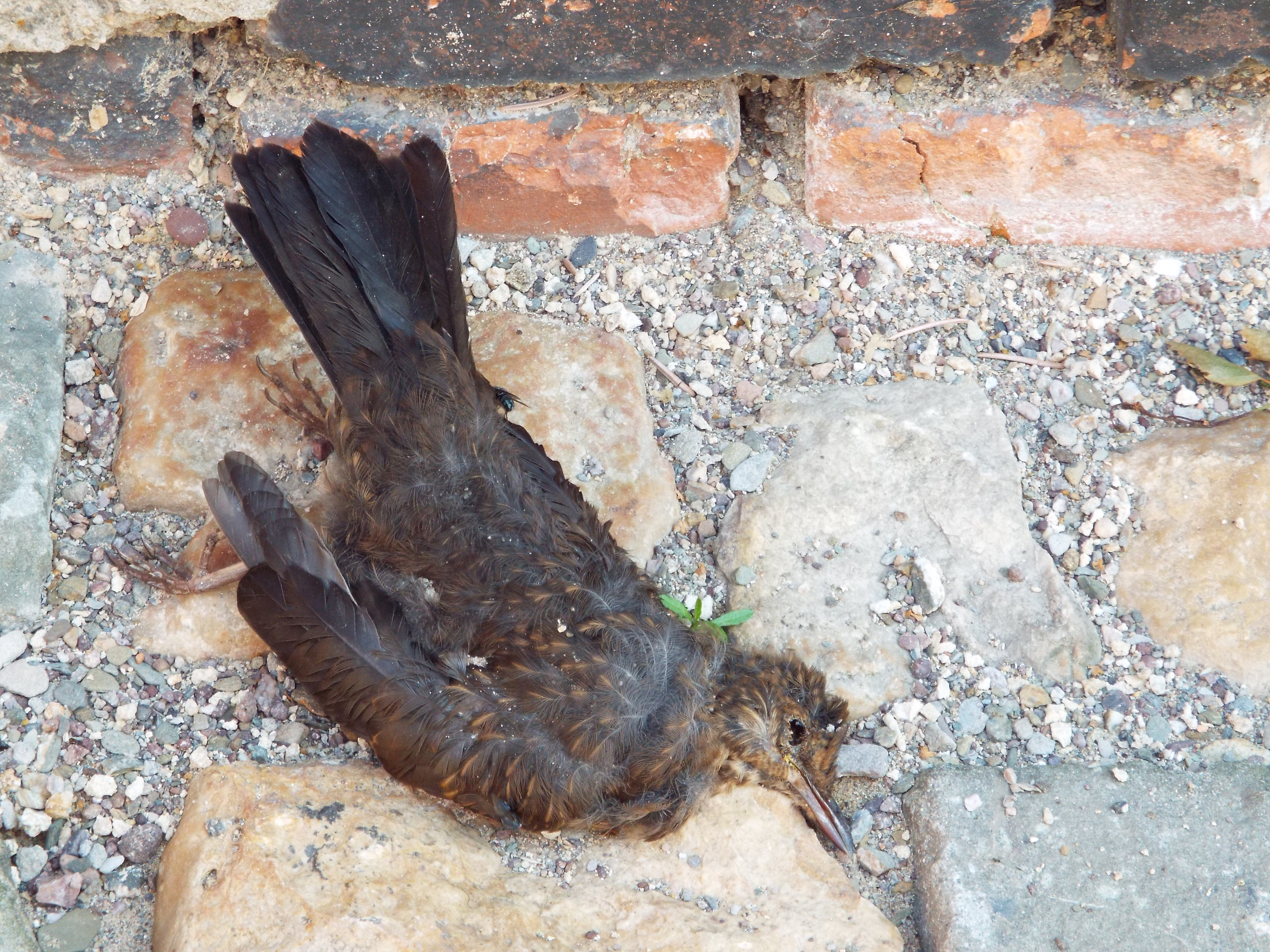 Er trieb sein Leben lang, jetzt liegt er auf seinem letzten Pflaster.