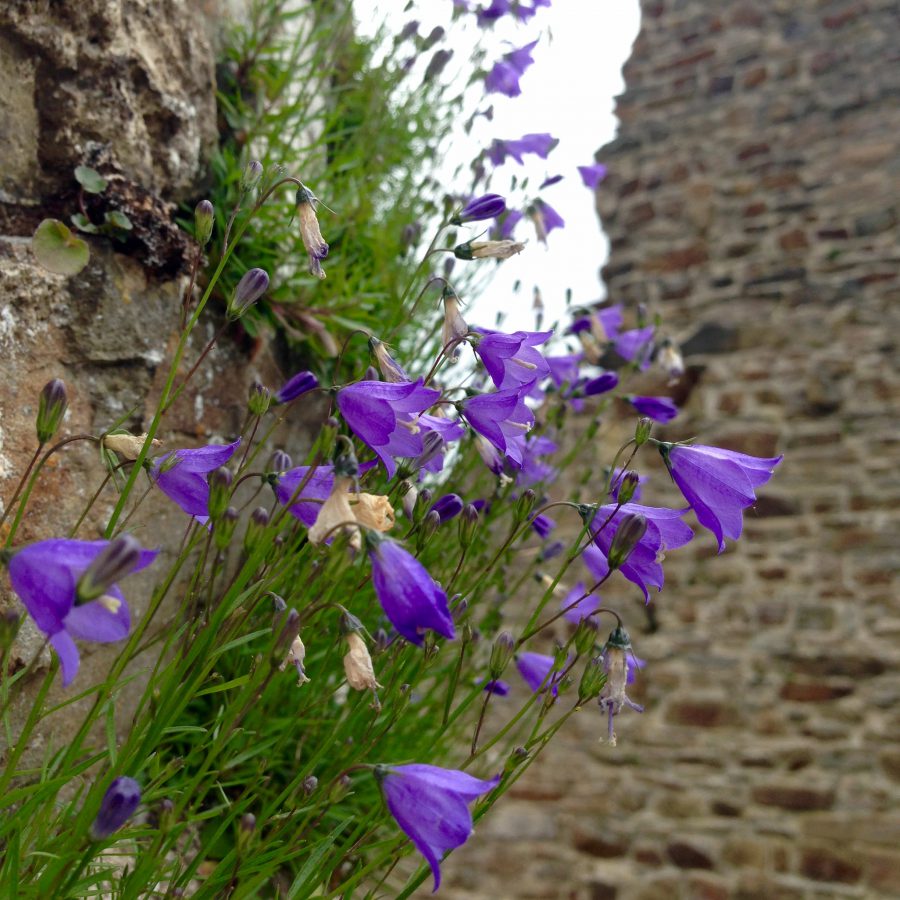Burg Windeck, Museumsdorf Altwindeck / Foto: © Camping Korrespondent