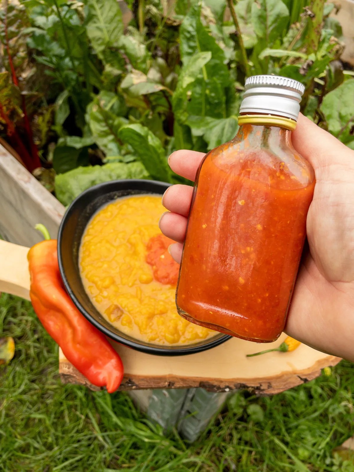 Selbst gemachte Tabasco Soße aus Chili Ernte.