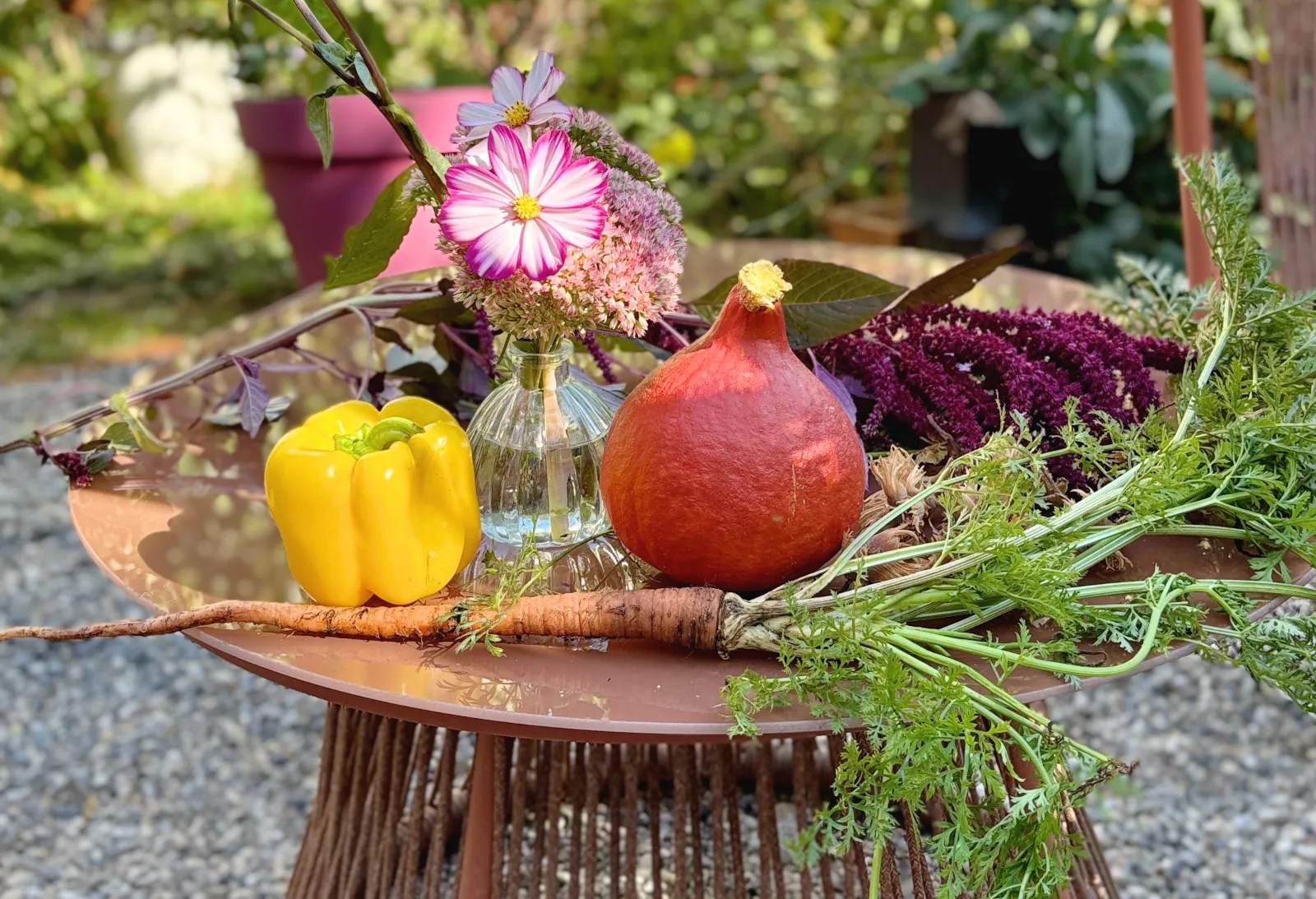 Kürbis Ernte im Herbst 2026 ist etwas mager.