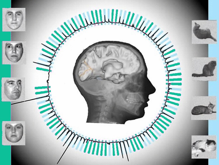 Pdf Decoding Visual Stimuli In Human Brain By Using Anatomical - Full HD Ocean Wallpapers for Desktop