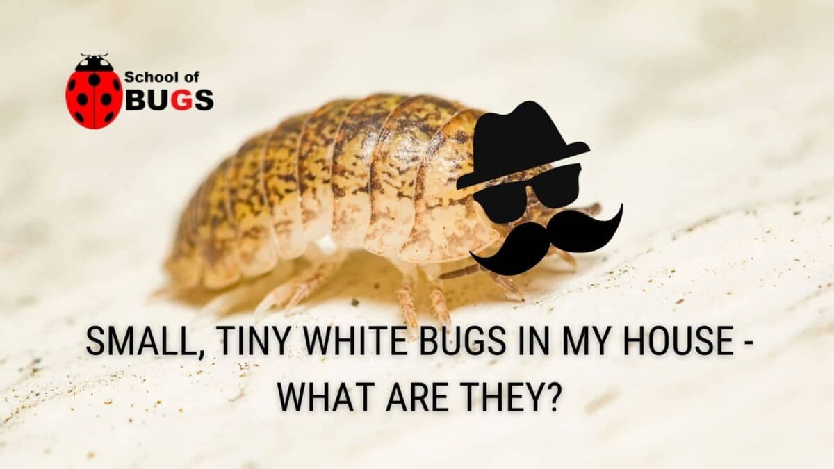 Small, tiny white bugs in my house