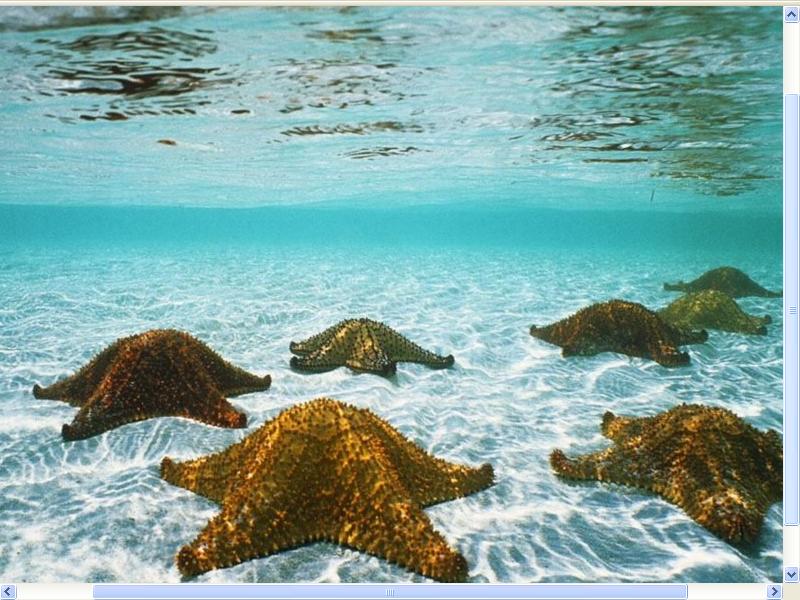 STAR FISH,HAS5 EYES.1 ON EACH ARM.THEY ARE ALL SO KNOWN AS A PRETADOR ...