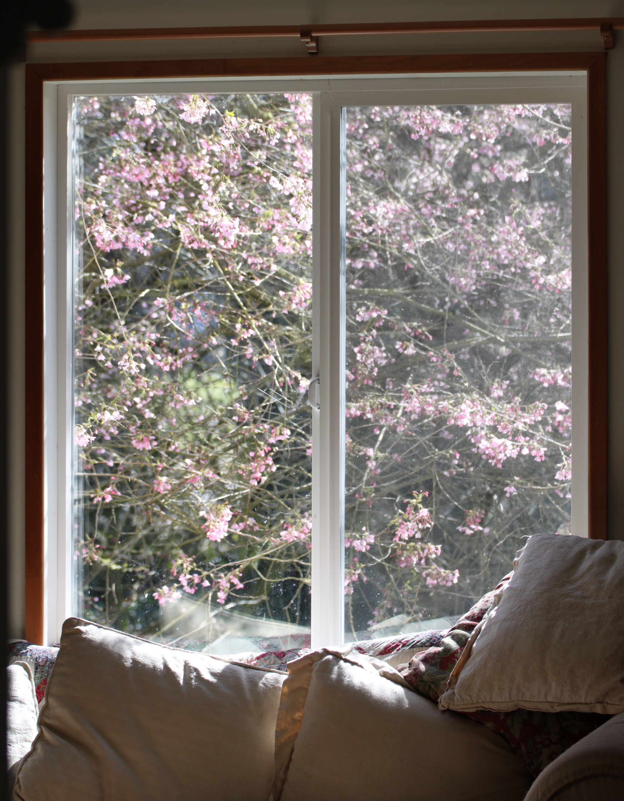 Spring Tree From Window Spring Effects | Schoonover Farm Blog