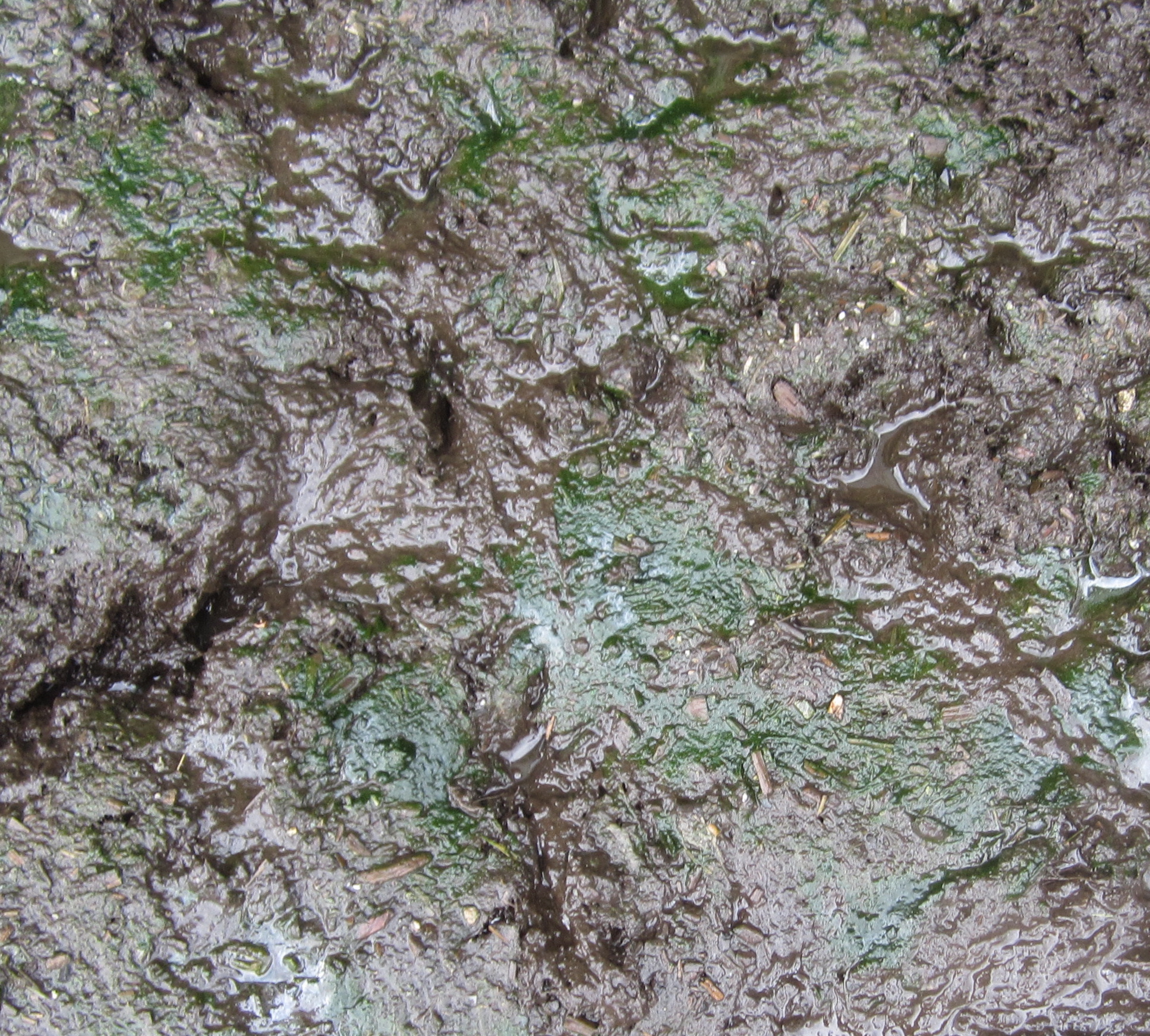 Fifty Shades of Mud | Schoonover Farm Blog