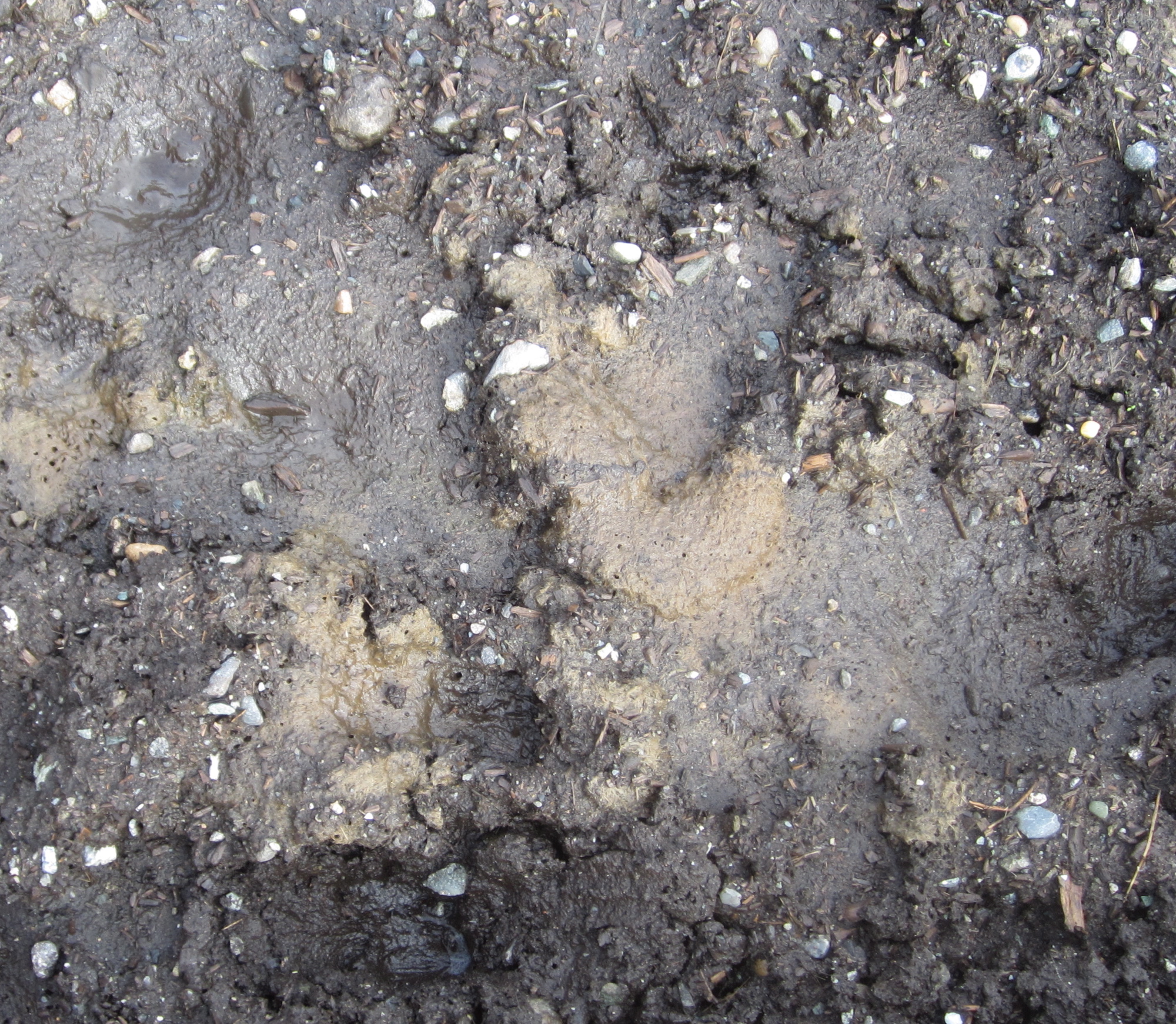 Fifty Shades of Mud | Schoonover Farm Blog