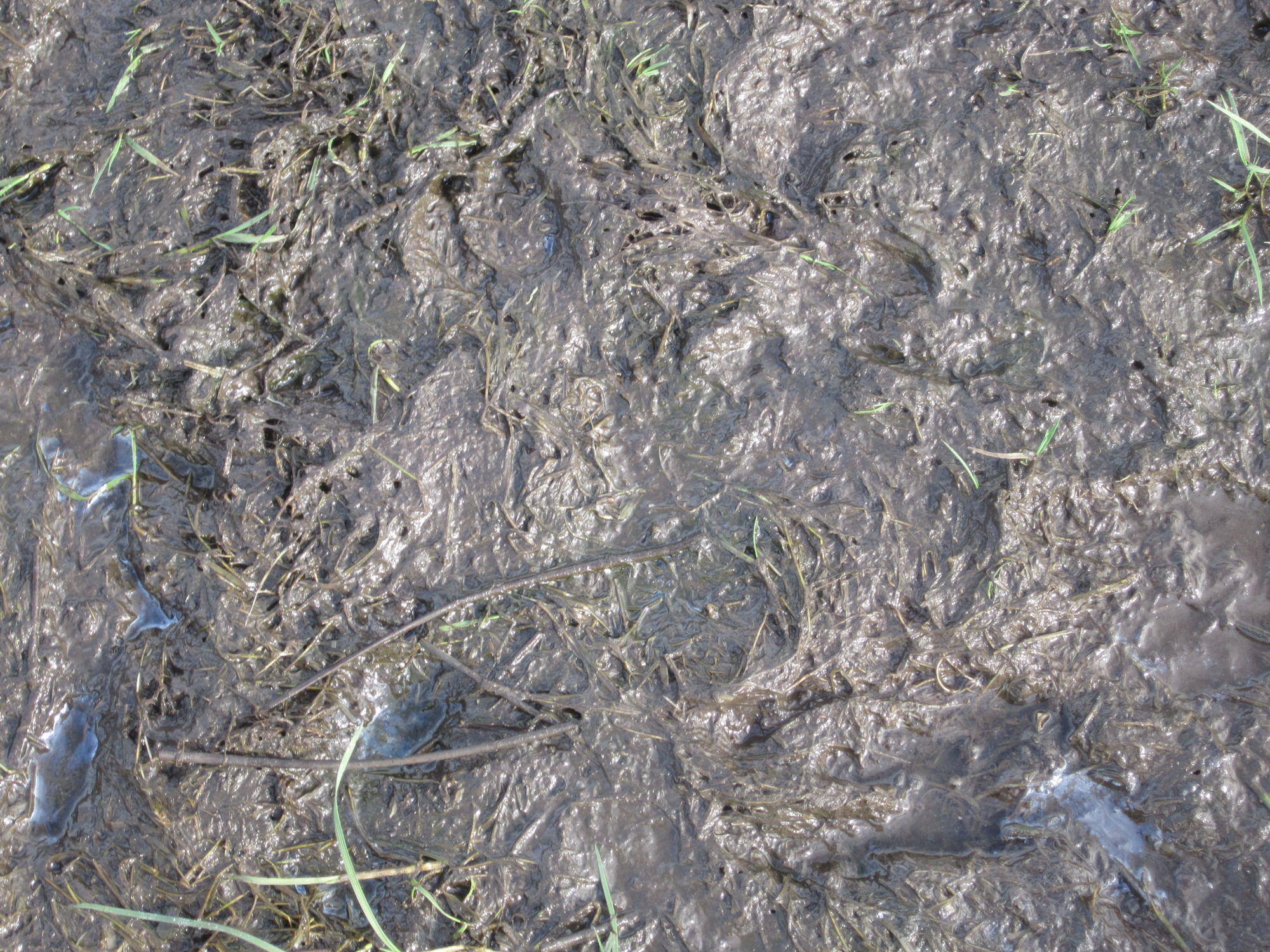 Fifty Shades of Mud | Schoonover Farm Blog