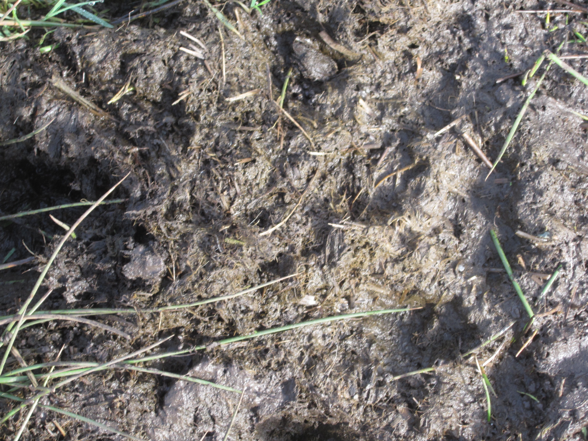Fifty Shades of Mud | Schoonover Farm Blog