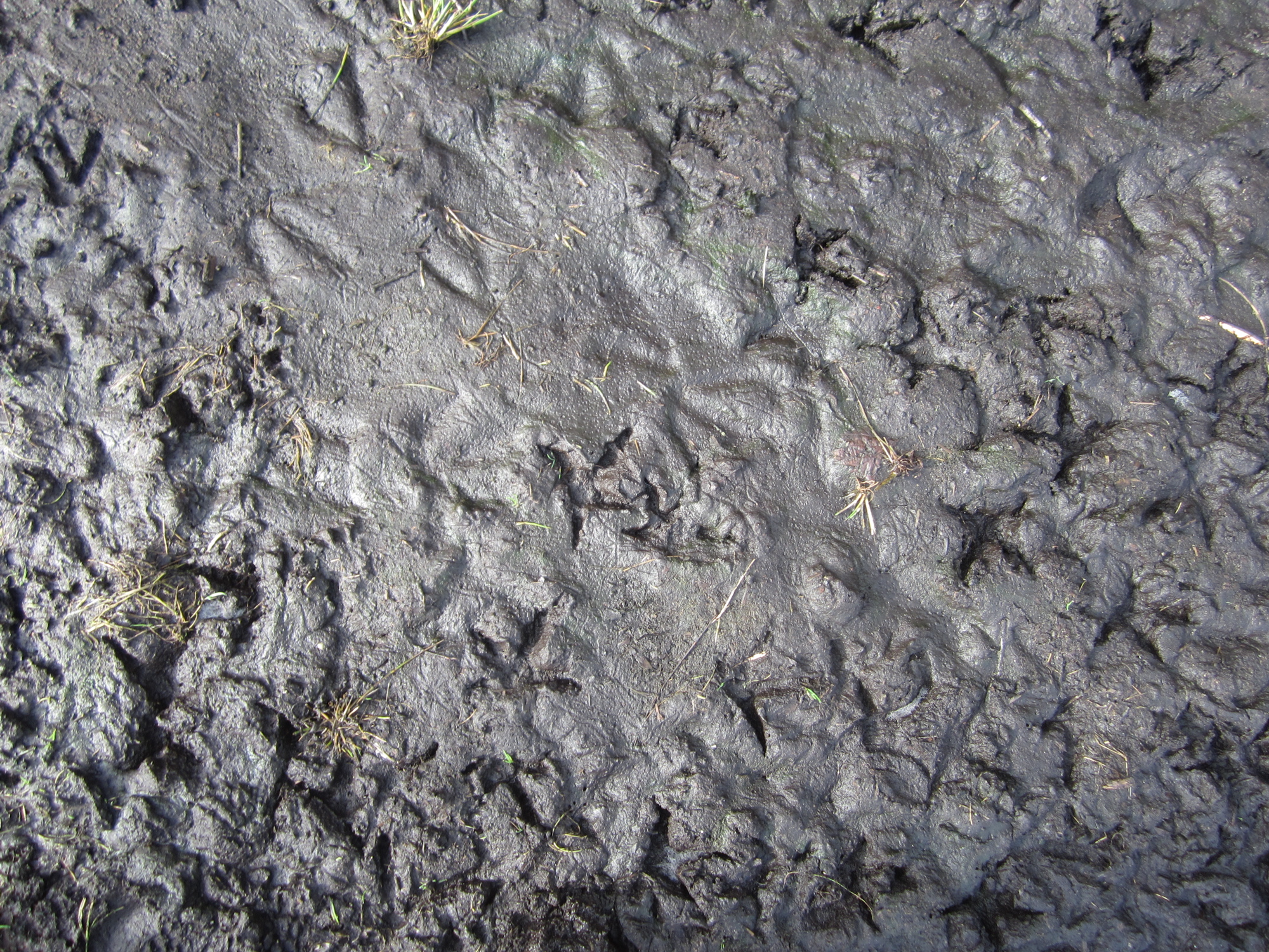 Fifty Shades of Mud | Schoonover Farm Blog