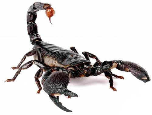 Black scorpion walking across sandy ground. Scorpions Facts Diet Habitat Science4fun