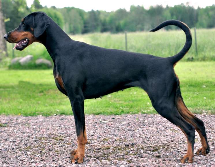 doberman pincher какие породы собак лучше всего переносят одиночество