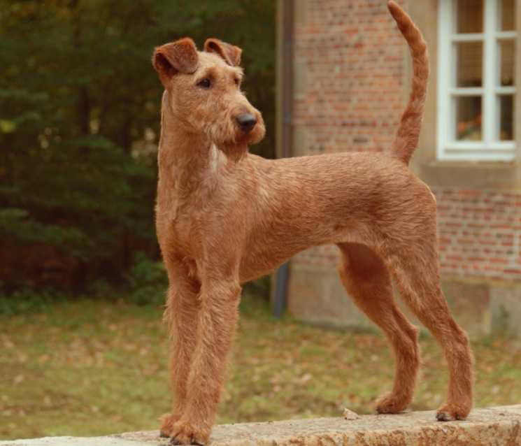 irlandskiy teryer какие породы собак лучше всего переносят одиночество
