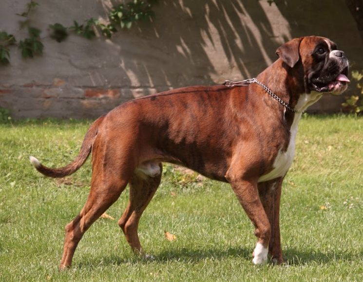 nemetskiy bokser какие породы собак лучше всего переносят одиночество