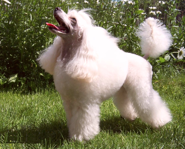 pudel какие породы собак лучше всего переносят одиночество