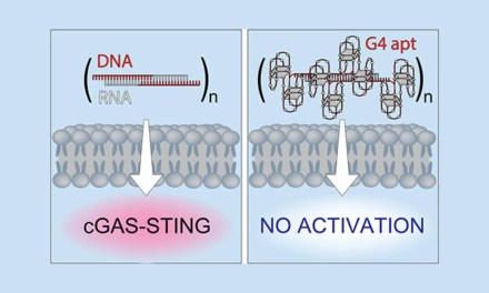 Nucleic Acid Nanoparticles (NANPs): A New Dawn for Immunotherapy and Vaccines