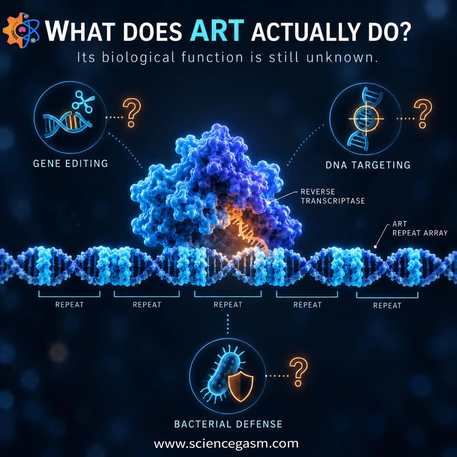 Educational biology infographic titled What Does ART Actually Do? featuring a central 3D model of a reverse transcriptase enzyme binding to a DNA repeat array surrounded by three hypothetical functional categories with question marks: Gene Editing, DNA Targeting, and Bacterial Defense.