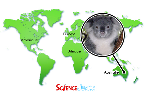 Le Koala Sciencejunior Fr
