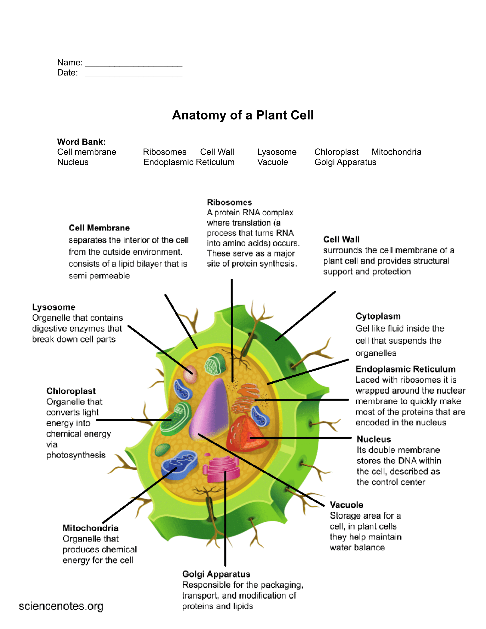 biology worksheets notes and quizzes pdf and png