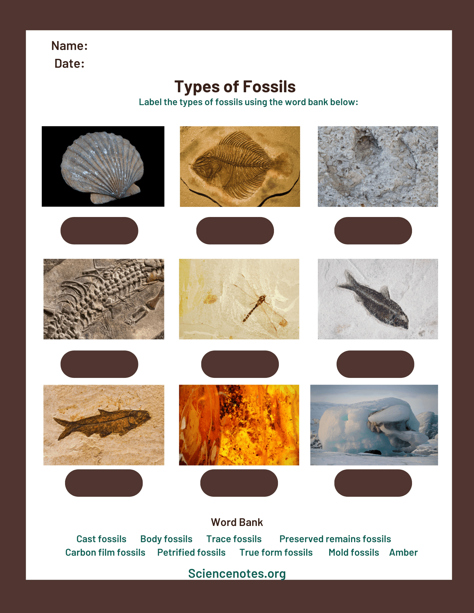 fossils worksheets