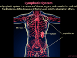 Anatomy Lymphatic System