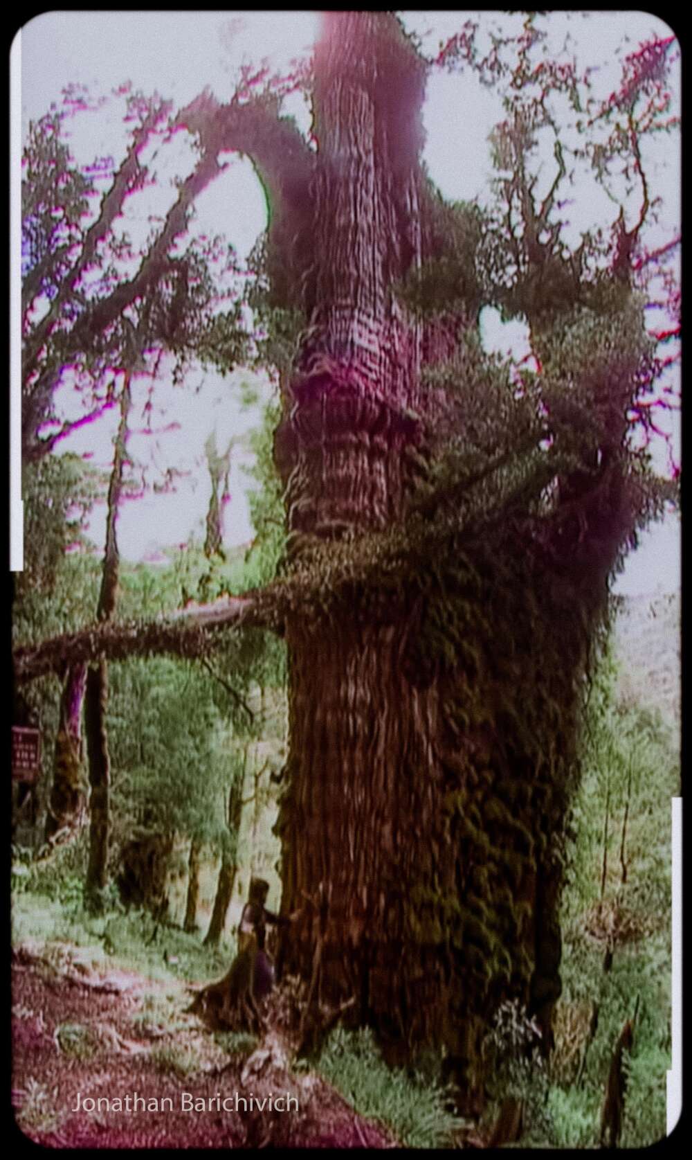 Le record de l’arbre le plus ancien du monde a peut-être été battu..