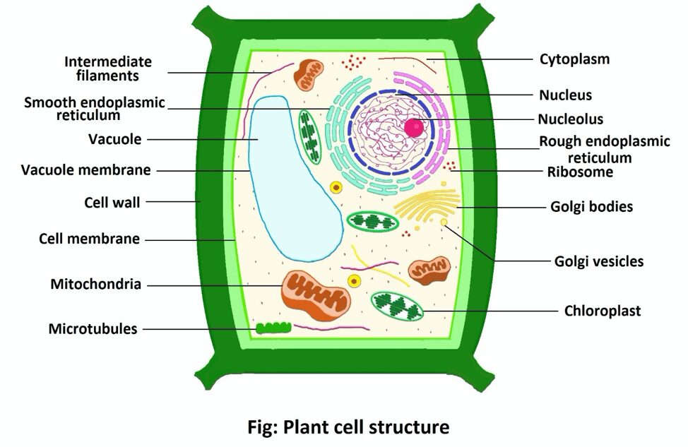 An overview of plant cell structure representing the glucose production